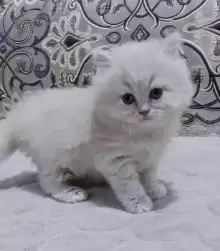 قطط ميكس للبيع