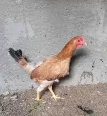 دجاج عرب للبيع
