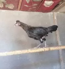 دجاج عرب للبيع