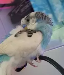 ببغاء بادجي للبيع