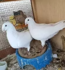 جوز حمام هومر للبيع