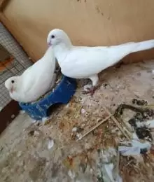 جوز حمام هومر للبيع