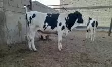 عجل استرالي للبيع