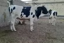 عجل استرالي للبيع