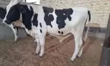 عجل استرالي للبيع