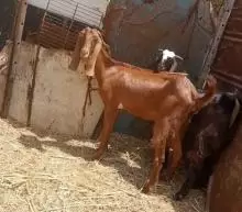 صخلة وراههة فحل ومضرع عليه شهرين
