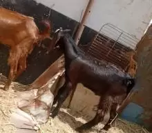 صخلة وراههة فحل ومضرع عليه شهرين