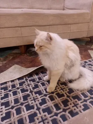 بزونه نضيفه مال بيت السعر